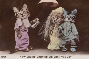 Now You're Married Cat Priest Real Photo Old Marriage Postcard