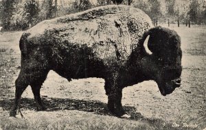 AMERICAN BUFFALO BISON-NOW EXTINCT~Ezra Meeker Oregon Trail Expedition POSTCARD