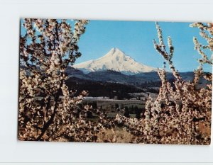 Postcard Mt. Hood, Oregon