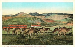 Vintage Postcard 1920's Deer Near Mammoth Hot Springs Yellowstone National Park