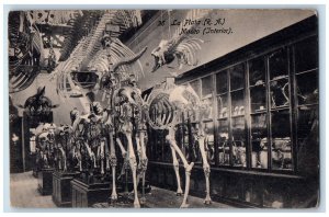 c1940's La Plata (R.A.) Museo (Interior) Skeleton View Barcelona Spain Postcard