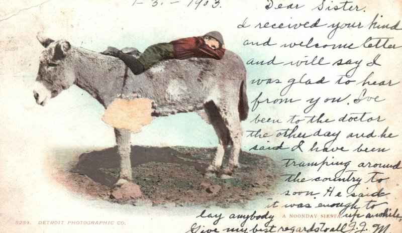 Vintage Postcard 1903 A Noon Day Siesta Burro Donkey Pub Detroit Company