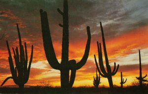 Postcard Giant Sequaros at Sunset Arizona