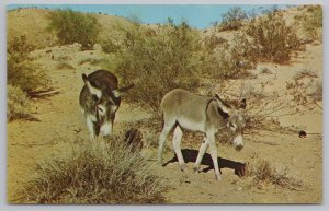 Animal~Wild Burro~Donkeys in Desert~Vintage Postcard 