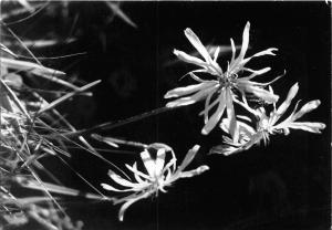 BG1271 flower wattwiesen die kuckslichtnelke  CPSM 14x9.5cm  germany