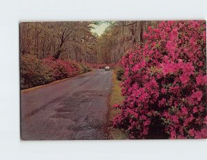 Postcard Entrance To Cypress Gardens, Charleston, South Carolina