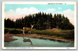 Animal~Deer~Denizen Of Forest By Water~Greetings Adirondack Mts New York~Vtg PC