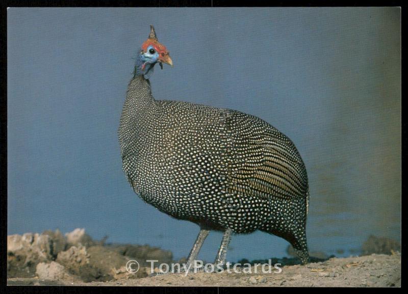 Crowned Guinea-Fowl