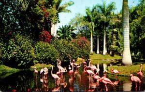 Birds Flamingos In Florida