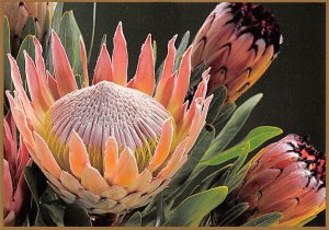 Protea Blossoms , Upcountry Maui  