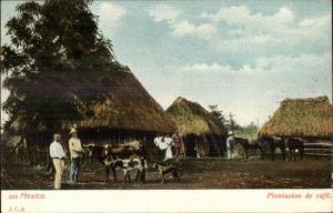Mexico Coffee Plantation Plantacion de Care c1905 Postcard