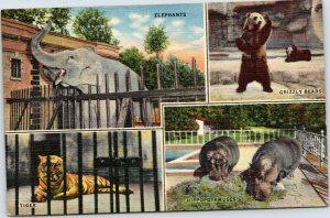 postcard  Tennessee - Memphis Zoo - Elephants, Grizzly Bears, Tigers and Hippo