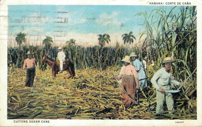 Cuba Havana Corte de Cana Cutting Sugar Cane 05.91