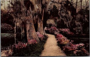 c1910 CHARLESTON SC MAGNOLIA GARDENS LIVE OAK TREES FLOWERS POSTCARD 25-5