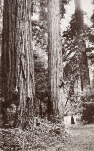 17024 Muir Woods, California