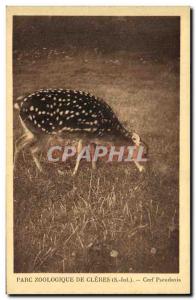 Old Postcard From Cleres Zoological Park Zoo Deer Pseudaxis
