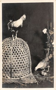 G11/ Interesting Postcard c1910 Chicken Cage Hens Pets Farming 1