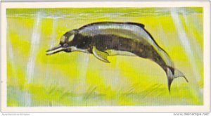 Brooke Bond Vintage Trade Card Vanishing Wildlife 1978 No 14 Indus Dolphin