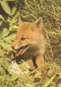 Young Fox animal Nice modern Spanish photo postcard