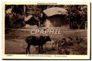 -Carte Indies Postale Ancienne Krishnagar - A wild ox - Mission Salesian Indi...