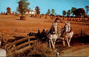 Virginia Golden Corn Harvest Time 1963