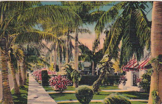 Florida HollyWood Palm Lined Harrison Street