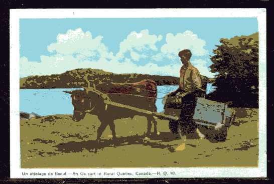 Vintage Canadian  Color Postcard. An Ox Cart, Rural  Quebec