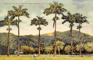 Cabbage Palms Savana Trinidad Postcard
