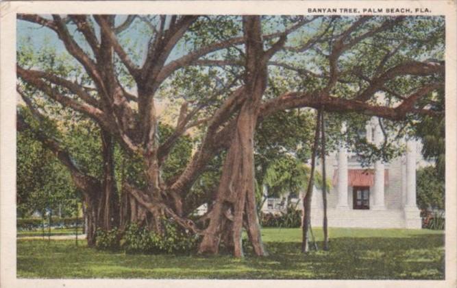 Florida Palm Beach Typical Banyan Tree 1921