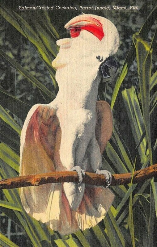 Red Road Miami FL Salmon-Crested Cockatoo , Curt Teich Postcard