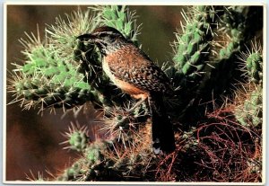 Postcard - Cactus Wren - Arizona