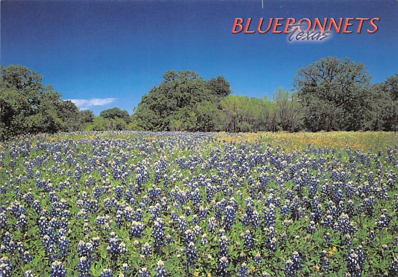 Bluebonnets - Texas