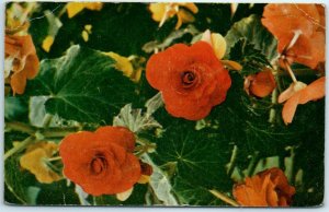 M-10453 Flower Begonia