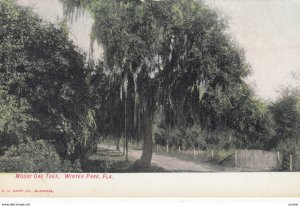 WINTER PARK , Florida , 1900-10s ; Mossy Oak Tree