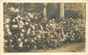 Postcard Hawaii Night blooming Cerus 1920s RPPC Real Photo 23-8575