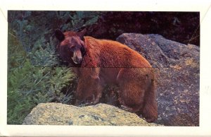 Folder -  WY. Yellowstone National Park     (13 views)