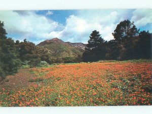 Pre-1980 GARDEN SCENE Santa Barbara California CA AF6569