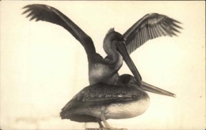 Pelican Bird Grabbing Other Bird's Beak Real Photo RPPC c1910 Vintage Postcard