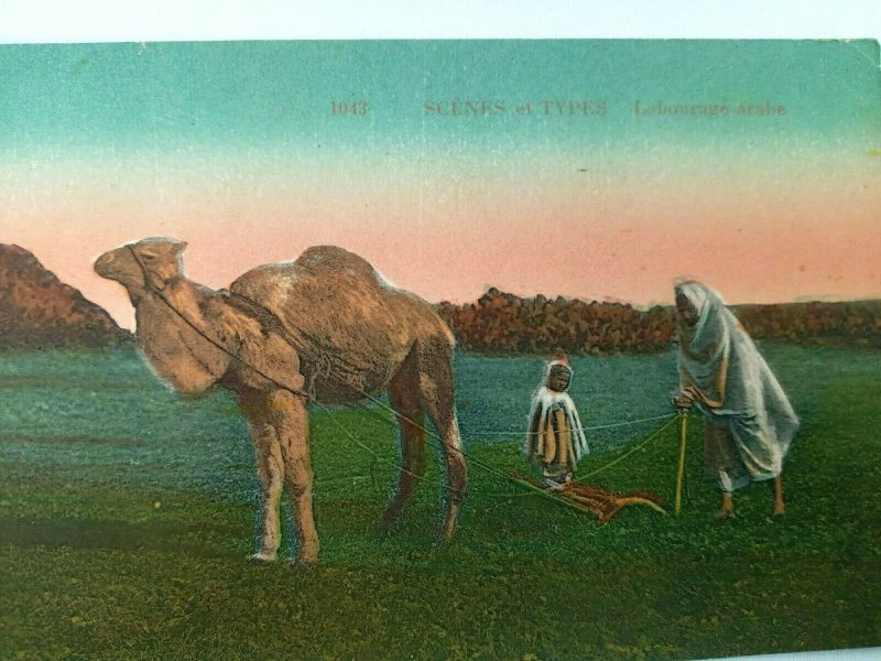 Vintage Postcard Scenes et Types Labourage Arabe Camel Plowing