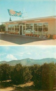 Phoenix Arizona 1950s Navarro's Citrus Groves Dexter Postcard 21-10214