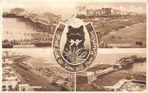 BR099992 brighton cat chat beach madeira drive palace pier  uk