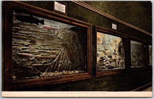 Detroit Michigan MI, Interior of Aquarium, Belle Isle Park, Vintage Postcard