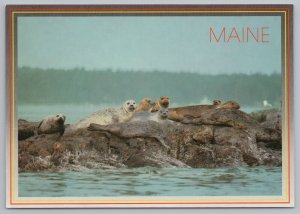 Animal~Harbor Seals On Rocks In Maine~Continental Postcard 