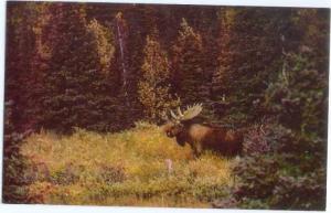 Fall Moose in McKinley Park Alaska AK