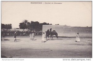 Tunisia Kairouan Combat de Chameaux