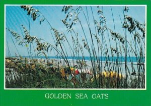 Greetings From Myrtle Beach Golden Sea Oats Myrtle Beach South Carolina