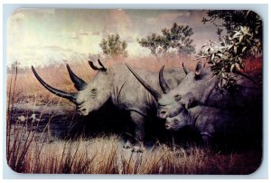 The American Museum Of Natural History White Rhinoceros New York NY Postcard