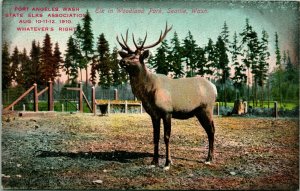 State Elks Association Elk Port Angeles Washington WA DB Postcard T14