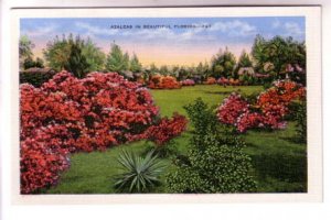 Azaleas, Cactus, Beautiful Florida