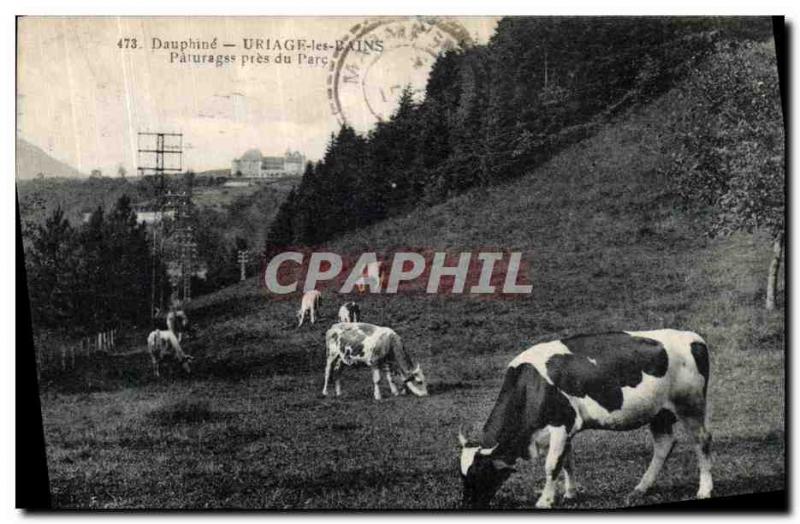 Old Postcard Dauphine Uriage les Bains Grazing cows near the park